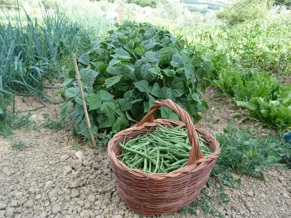 Agriturismo Apparita Montecastelli Pisano Zewnętrze zdjęcie